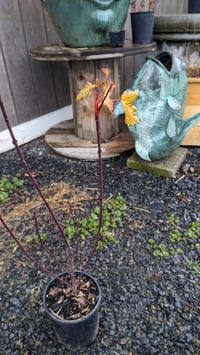 Image 3 of Rocky Mountain Maple: Acer glabrum