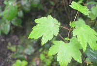 Image 1 of Rocky Mountain Maple: Acer glabrum