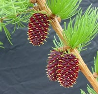 Image 1 of Western Larch : Larix occidentalis