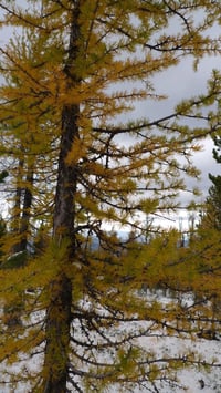 Image 3 of Western Larch : Larix occidentalis