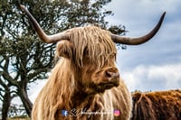 Isle of Bute Highland Cow