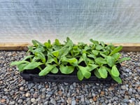 Image 2 of Wild Opium Lettuce( Lactuca Virosa) PB 3/4 