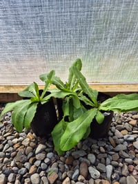 Image 3 of Wild Opium Lettuce( Lactuca Virosa) PB 3/4 