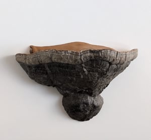 Image of Mushroom Shelf (XL)