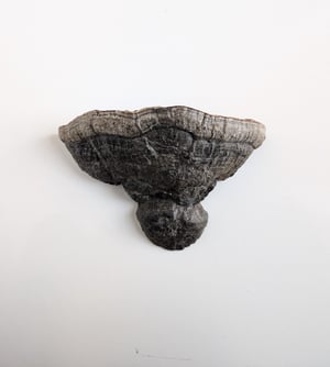 Image of Mushroom Shelf (XL)