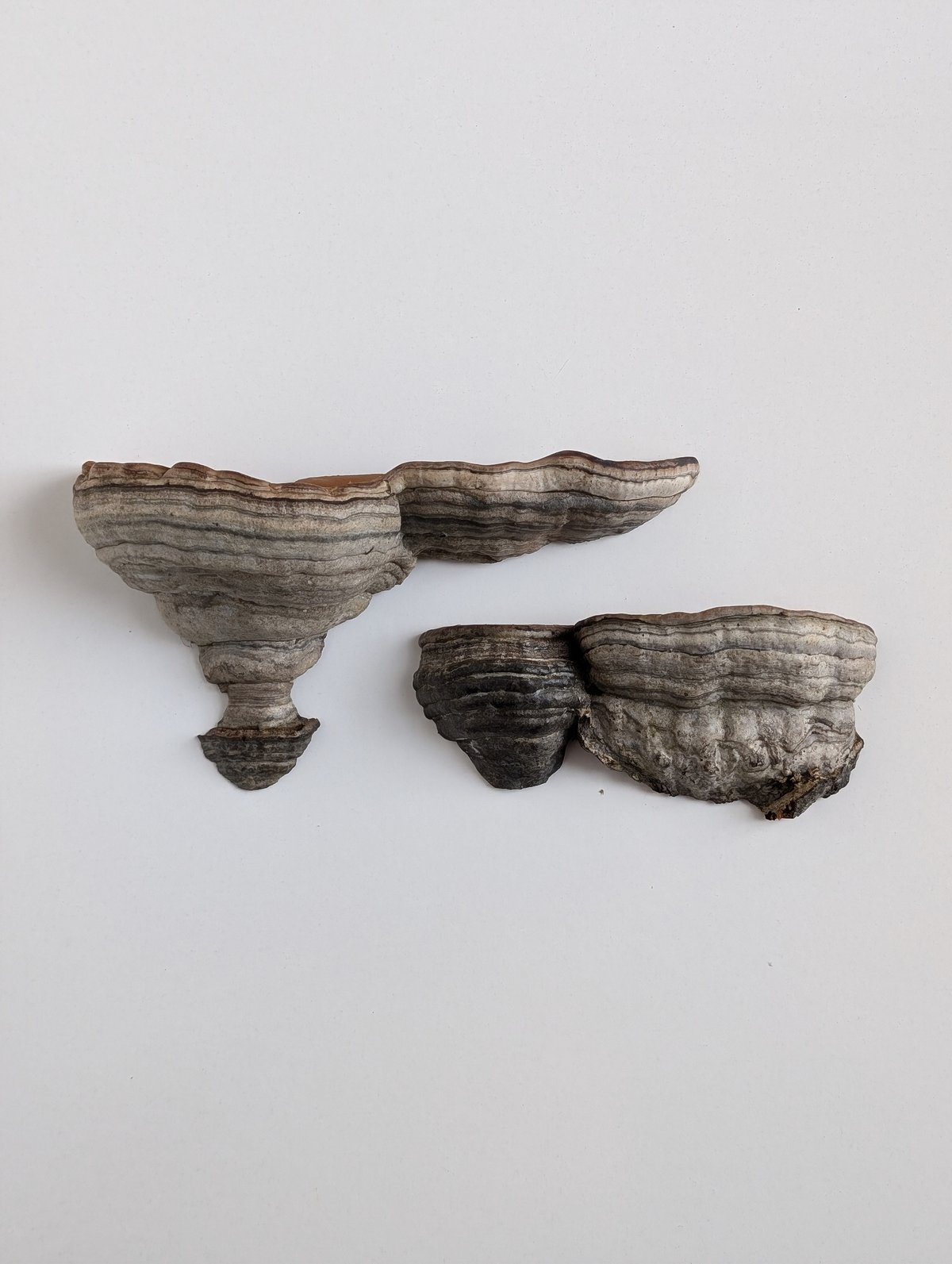 Image of Mushroom Shelves (Set of 2)