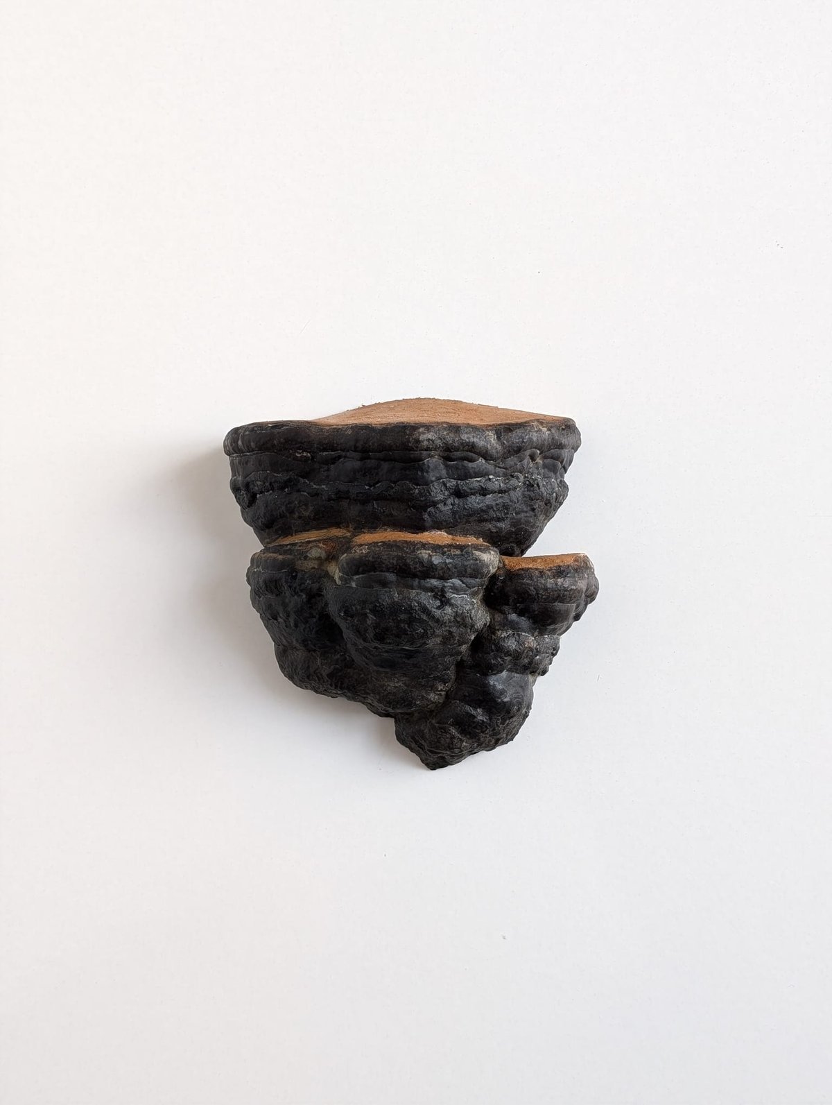 Image of Mushroom Shelf (Mini)