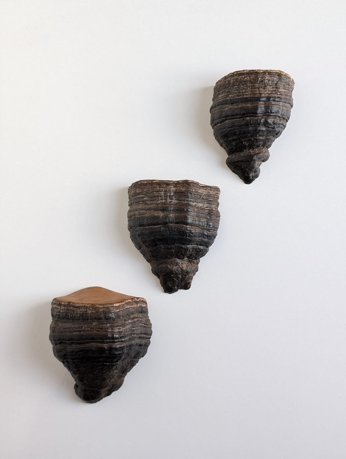 Image of Mushroom Shelves (Set of 3)