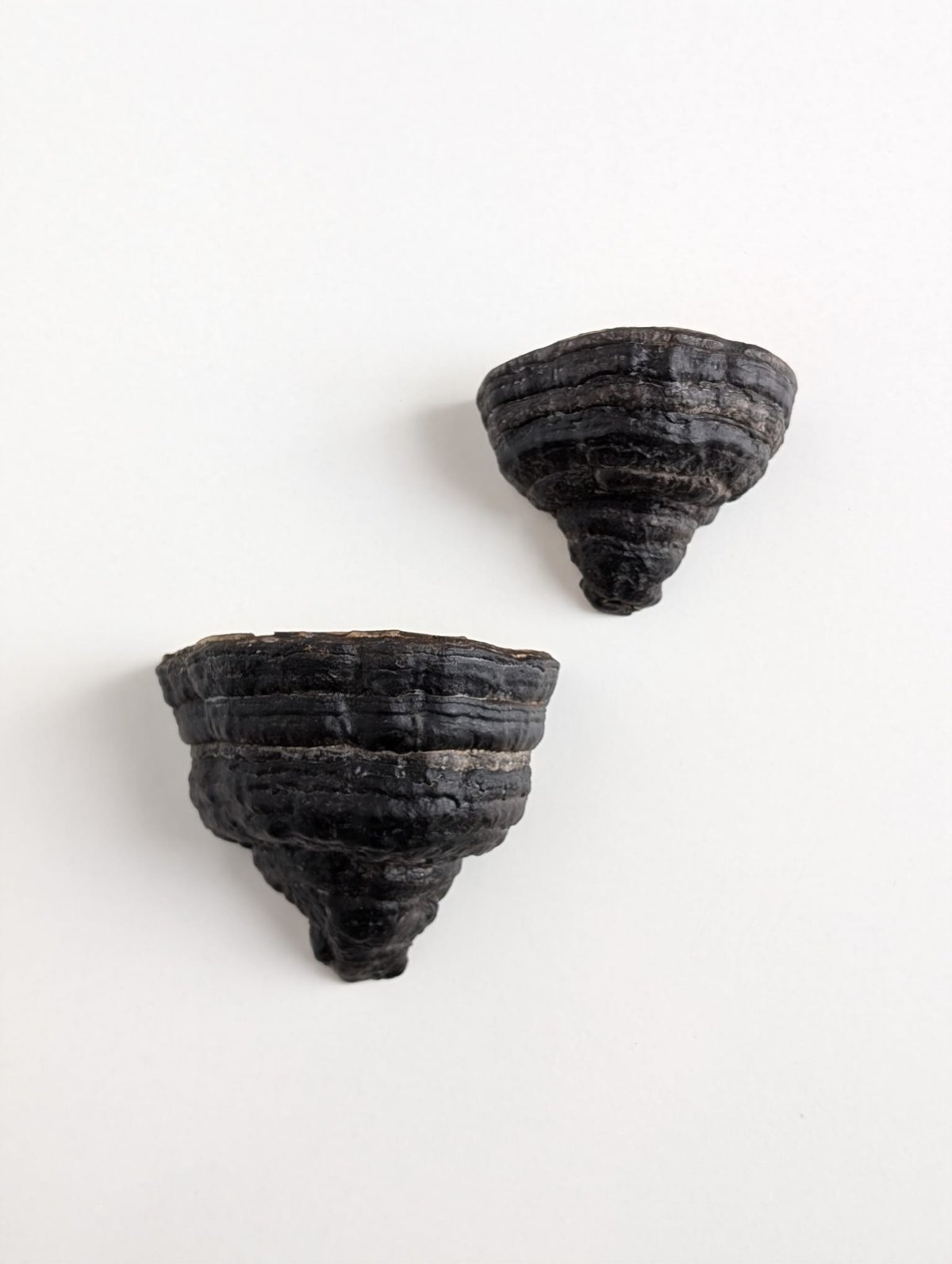 Image of Mushroom Shelves (Set of 2: Black)