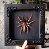 Framed Poecilotheria sp tarantula