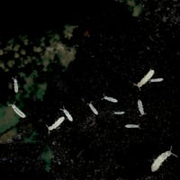 Image 3 of Springtail Food - For Culturing And Sustaining