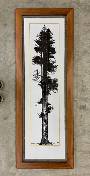 Gold Giant Redwood Reforestation Edition framed in Salvaged Redwood