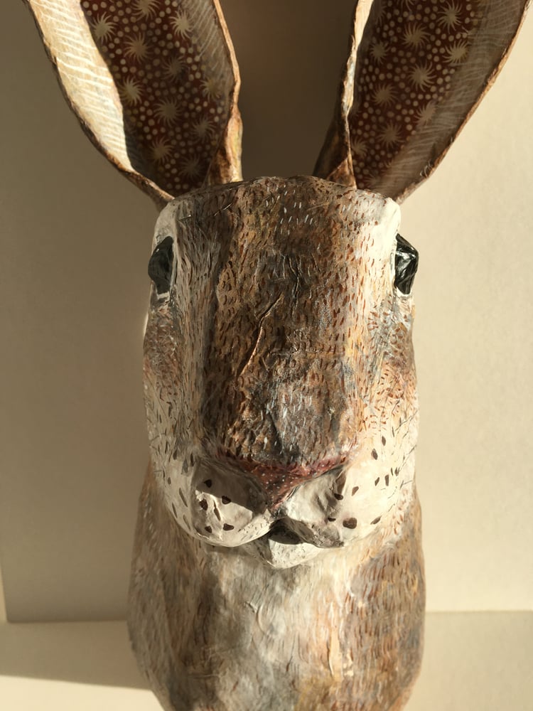 Image of Large Hare