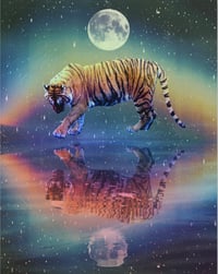 Tiger Reflections Sticker