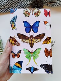 Image 2 of Lepidopteras Journal 