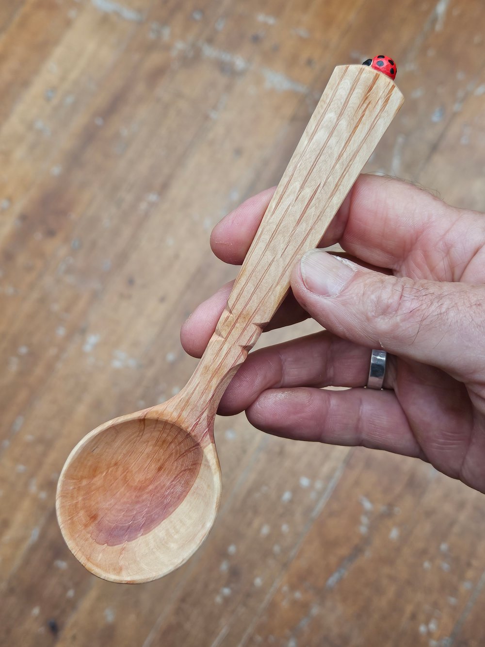 Image of She-oak Ladybeetle Scoop 