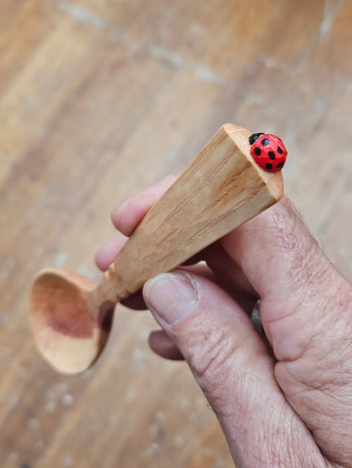 Image of She-oak Ladybeetle Scoop 