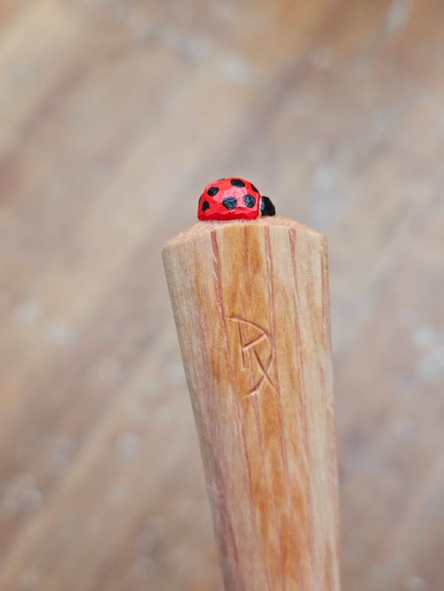 Image of She-oak Ladybeetle Scoop 