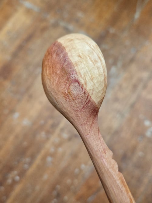 Image of She-oak Ladybeetle Scoop 