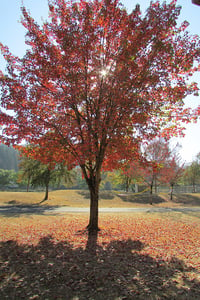 Image 2 of Rocky Mountain Maple: Acer glabrum