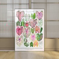 Image 1 of Caladium Varieties Poster| Digital Download