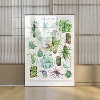 Image 1 of Tillandsia Species Poster| Digital Download