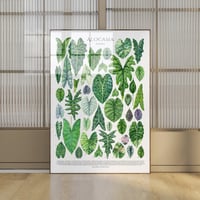 Image 1 of Alocasia Family Poster| Digital Download