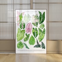 Image 1 of Syngonium Species Poster| Digital Download