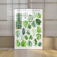 Image 1 of Epipremnum & Scindapsus Species Poster| Digital Download