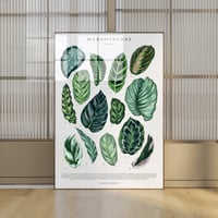 Image 1 of Marantaceae Species Poster| Digital Download