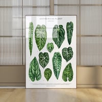Image 1 of Anthurium Species Poster| Digital Download