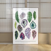 Image 1 of Begonia Species Poster| Digital Download