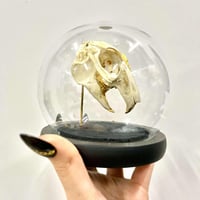 Image 2 of Rabbit Skull Globe