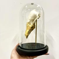 Image 2 of Fox Skull Dome