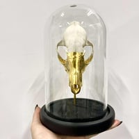 Image 1 of Fox Skull Dome