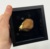 Image 2 of Bivalve Fossil frame