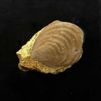 Image 1 of Bivalve Fossil frame