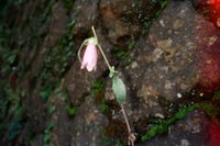 Pink Flower