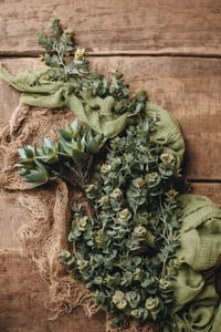 Image 2 of Basket with cactus set 