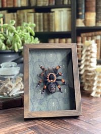 Image 1 of Faux Entomology Mount - Red Knee Tarantula