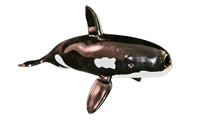 Image 1 of the great orca raffle