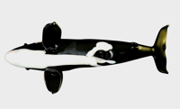 Image 2 of the great orca raffle