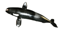 Image 3 of the great orca raffle