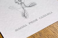 Image 3 of Magna Pede Canaria