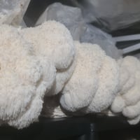 Image 2 of Lions Mane Fruiting block  on Masters mix fully colonised 2.2kg, Grow like the Pros!