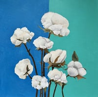 Gossypium hirsutum (Mexican Cotton)