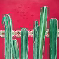 Pink Cacti 