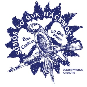 Ognorhynchus icterotis