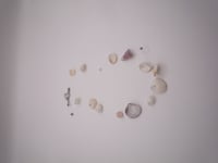 Image 10 of Seashell Long Necklace