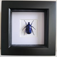 Image 1 of Framed - Blue Flammea Flower Beetle